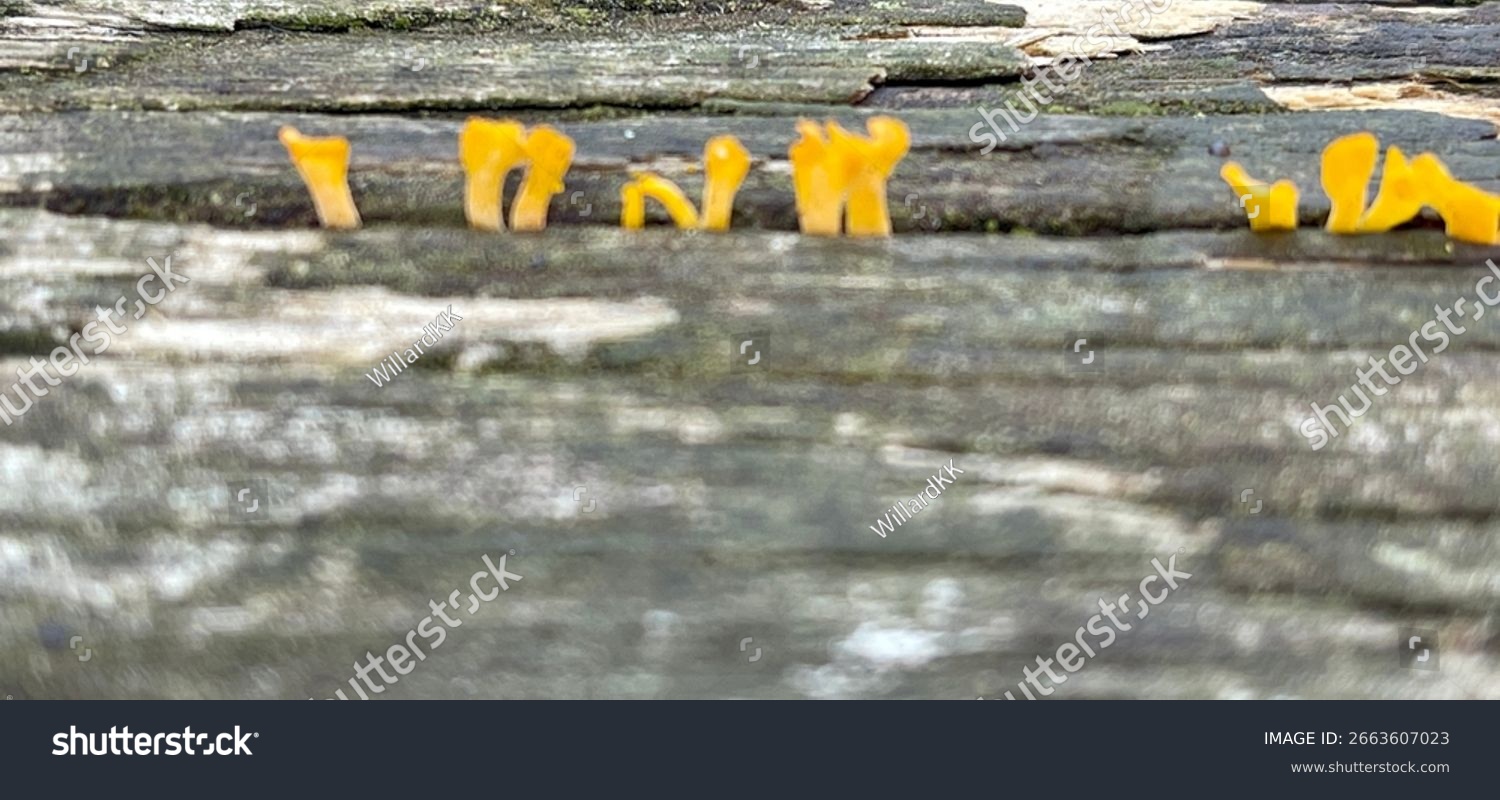 Sweet Osmanthus Ear Fungus Growing