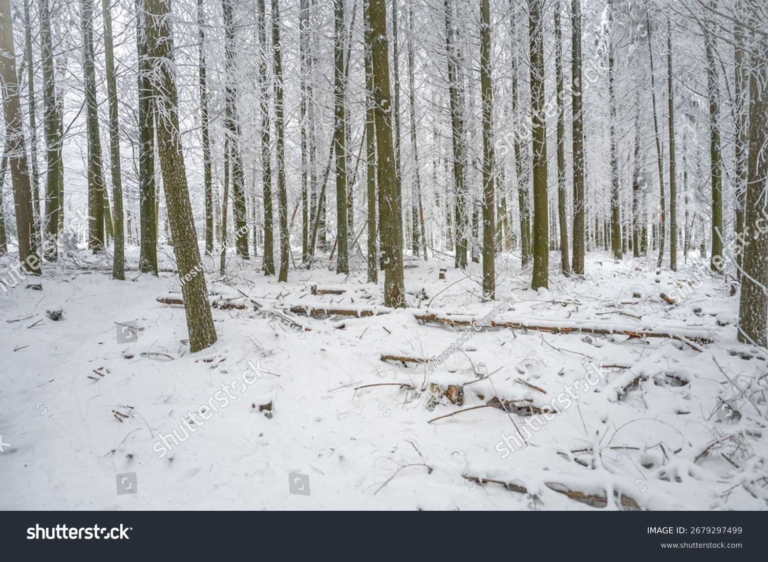 A scenic view of a wintery wooded area featuring snow-covered trees