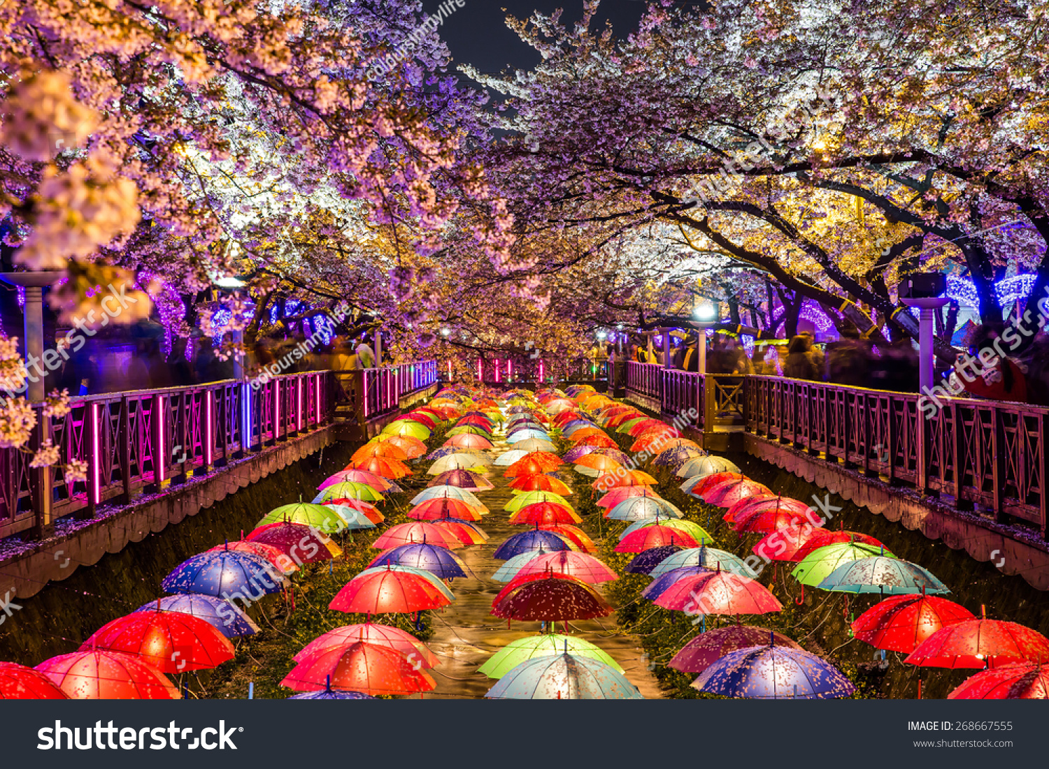 Cherry blossoms at night in Busan  South Korea.