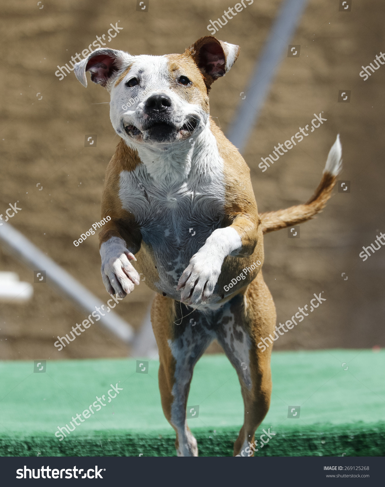 smilingpitbulljumpingoffthedockintothepool