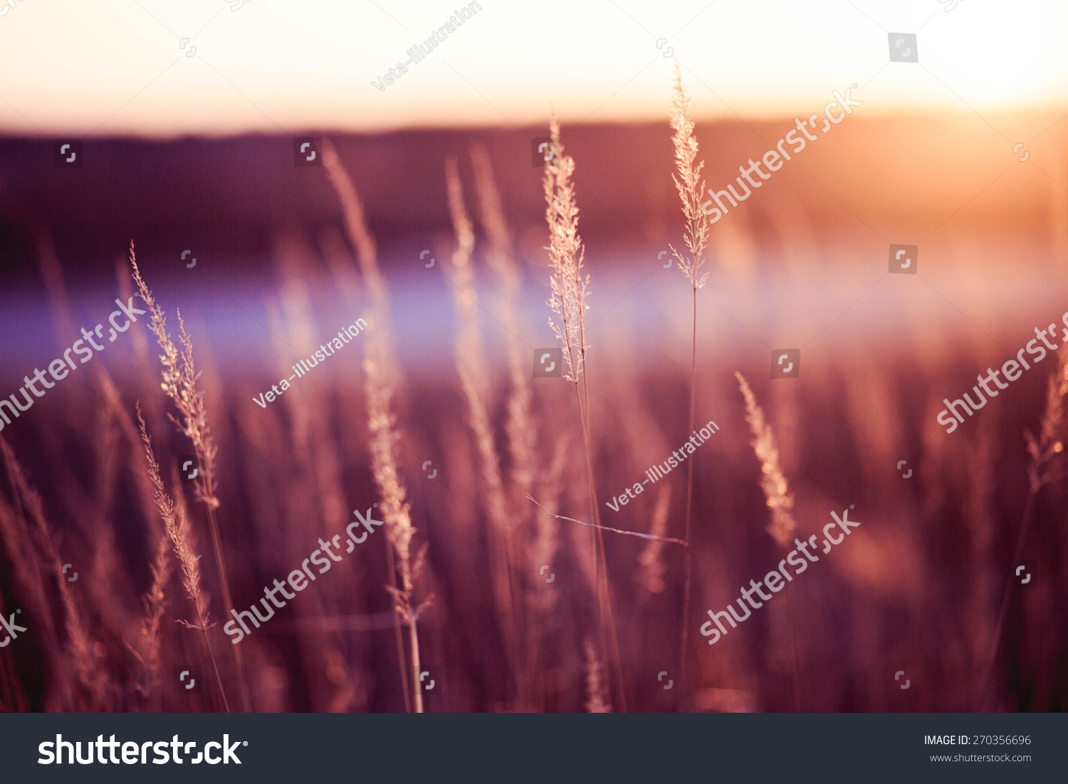 Brown grass with sunshine.