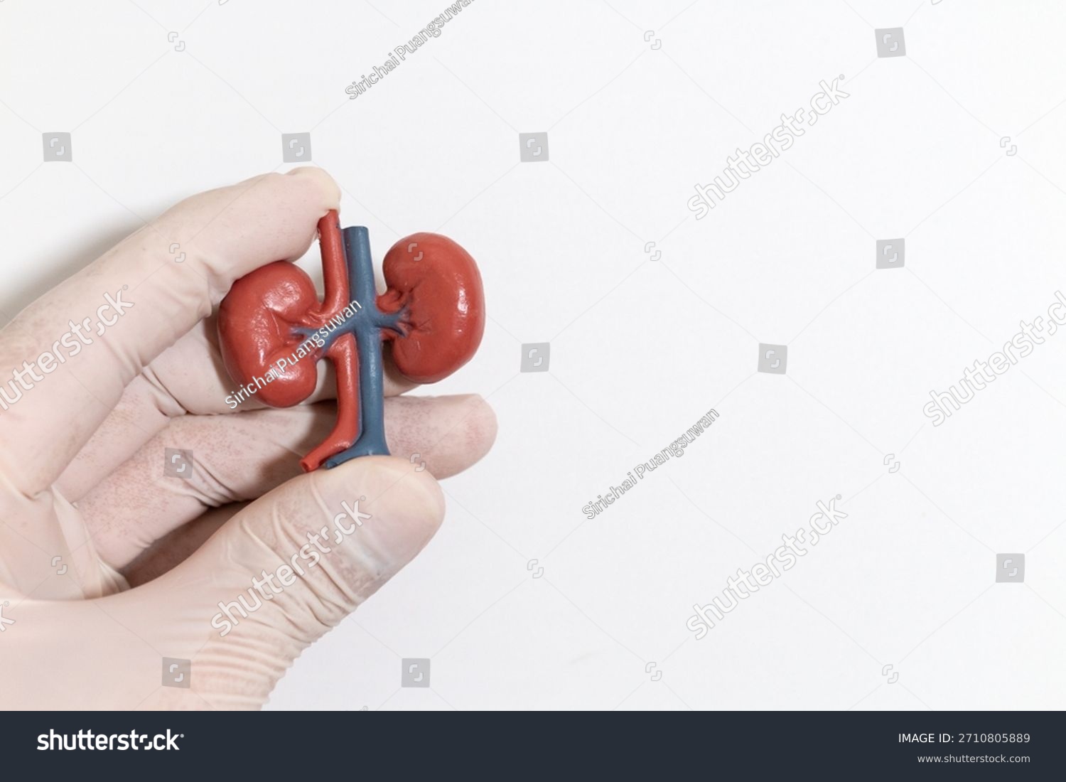 A gloved hand holding a small anatomical kidney model on a clean white background ideal for medical and educational use.