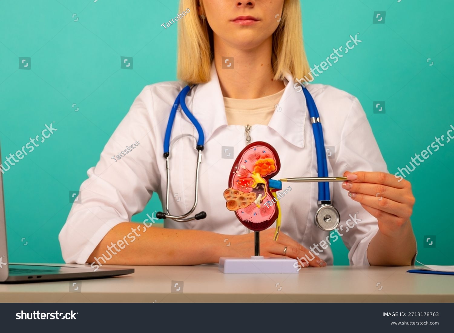 doctor showing pen on a anatomical model of human kidney