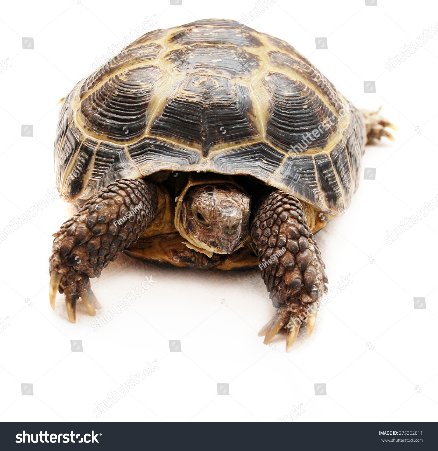 turtleisolatedonwhitebackground