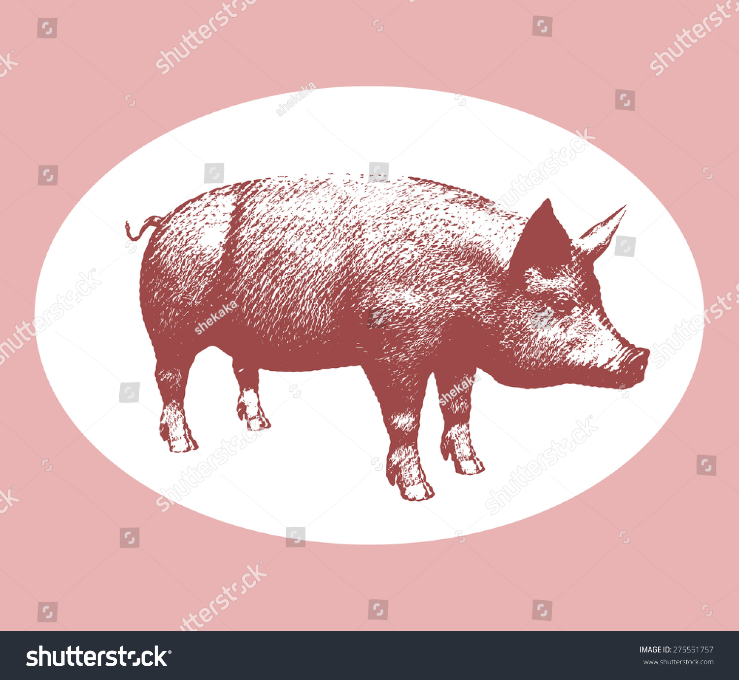 Vector illustration pink pig engraving style isolated on white background