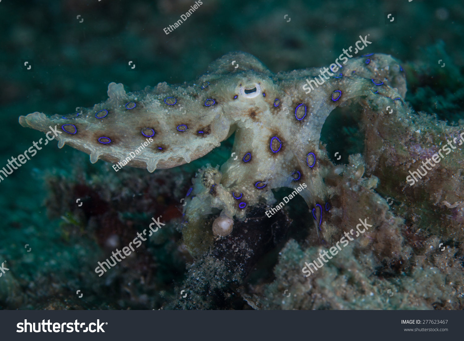 A blue ring octopus (Hapalochlaena sp.) crawls across the seafloor of Lembeh Strait Indonesia. This is the most venomous marine invertebrate on Earth.