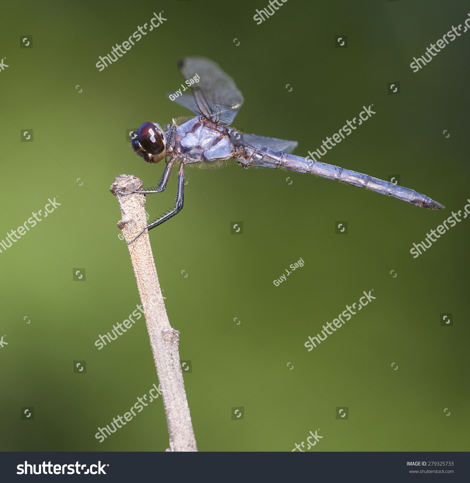 lightbluedragonflyonastickwithagreenbackground