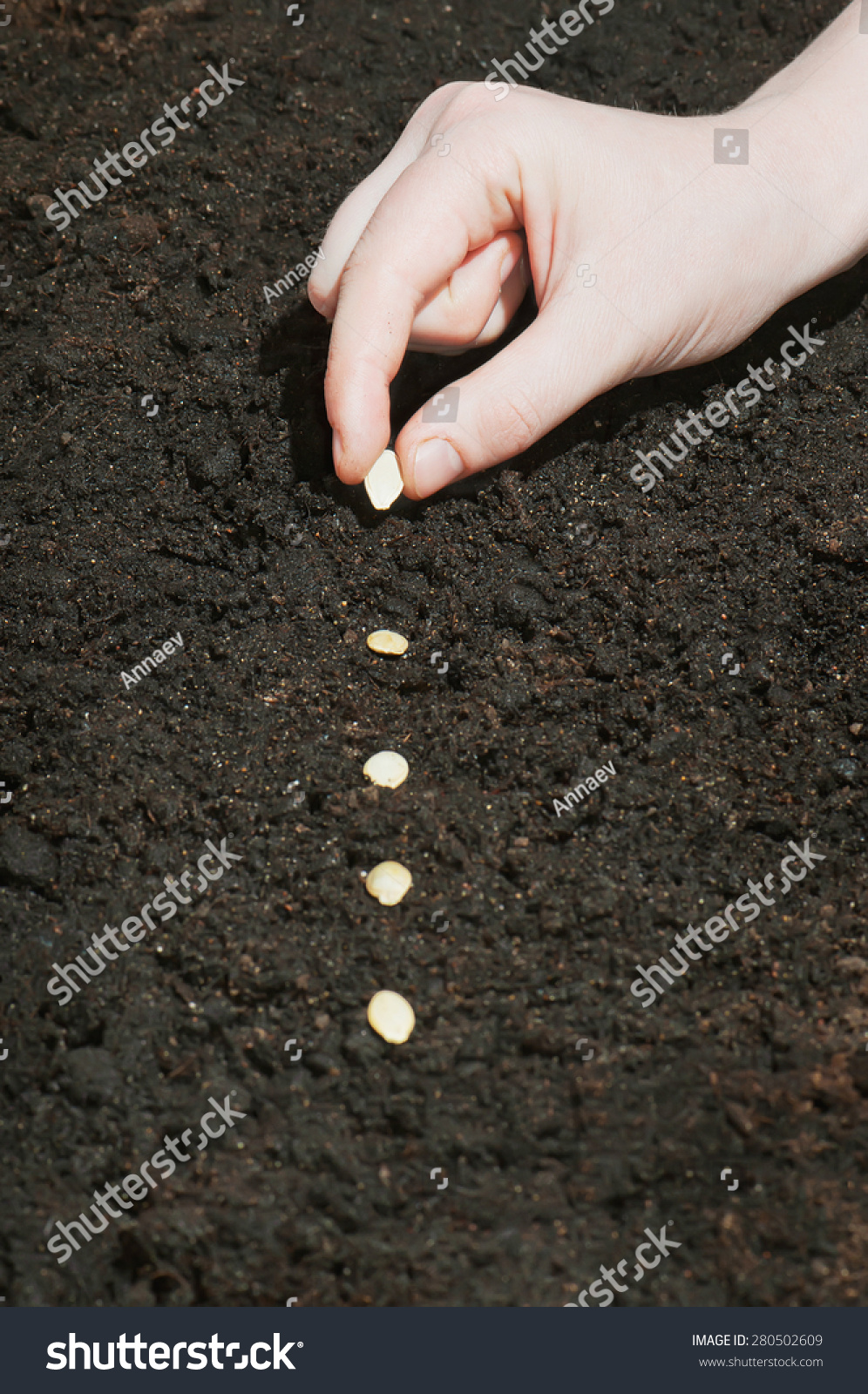 Female hands planting  pumpkin seeds in the ground.