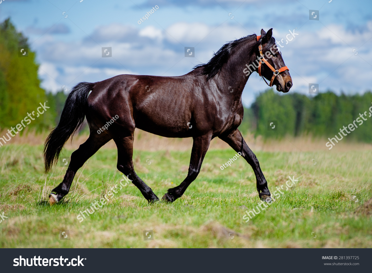 beautiful horse running on a field