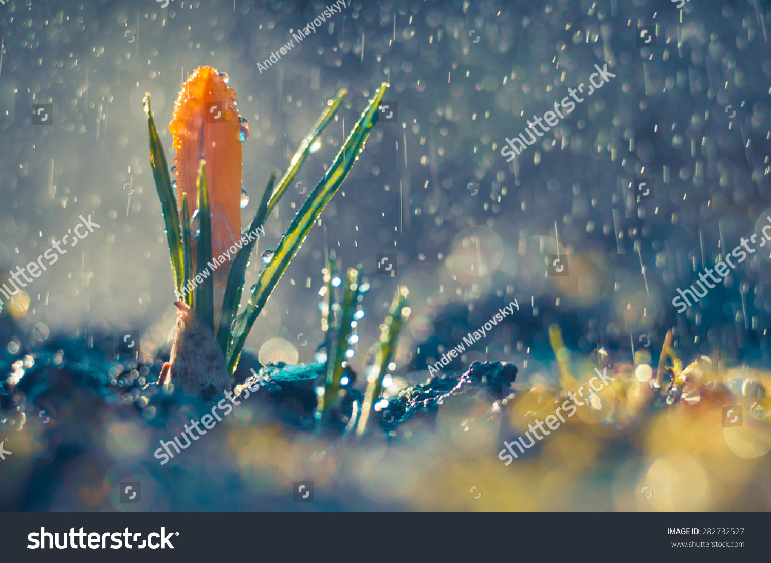 Little flower crocus in the spring rain