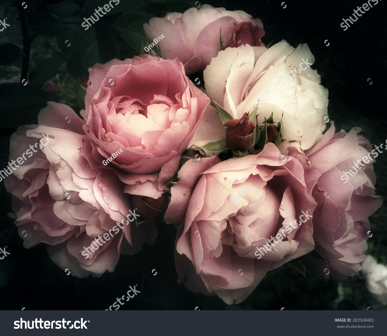 Beautiful bouquet of pink rose flowers on a dark background soft and romantic vintage filter looking like an old painting
