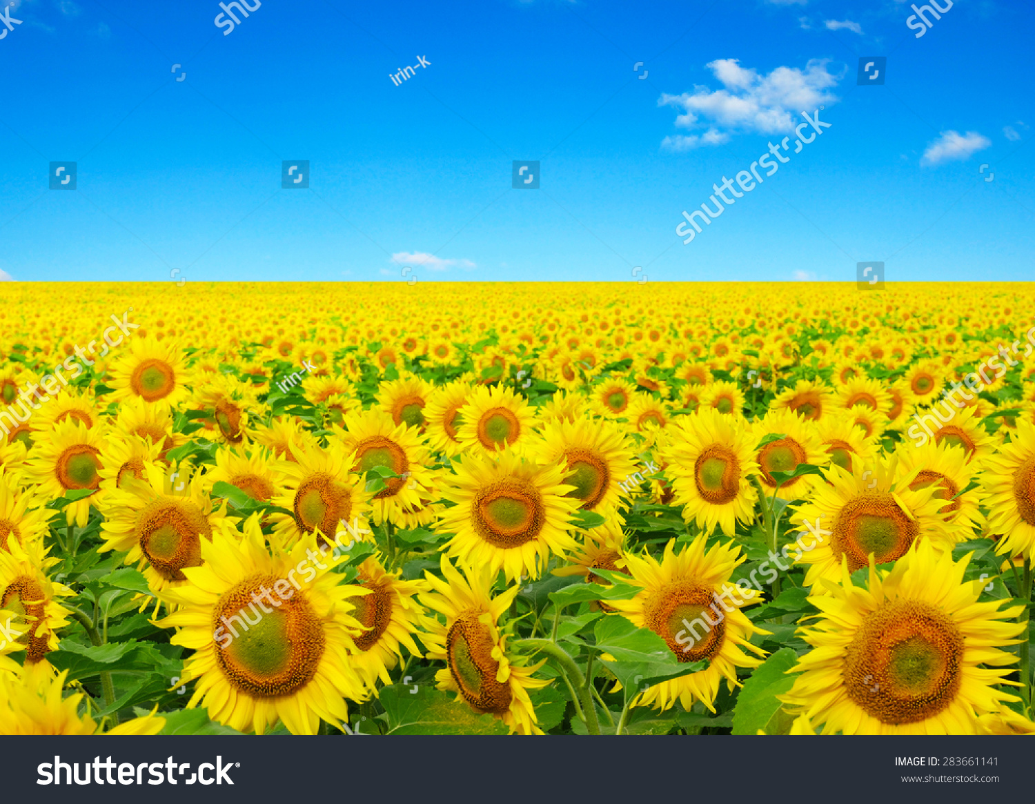 sunflowers field on sky background