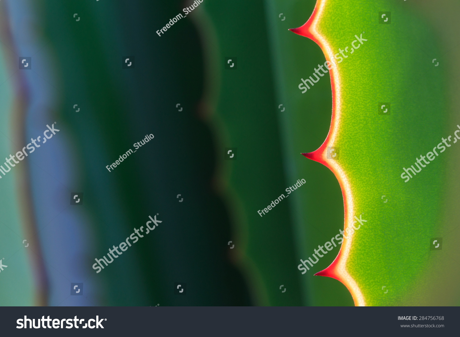 Close up thorn of agave plant in the gardens