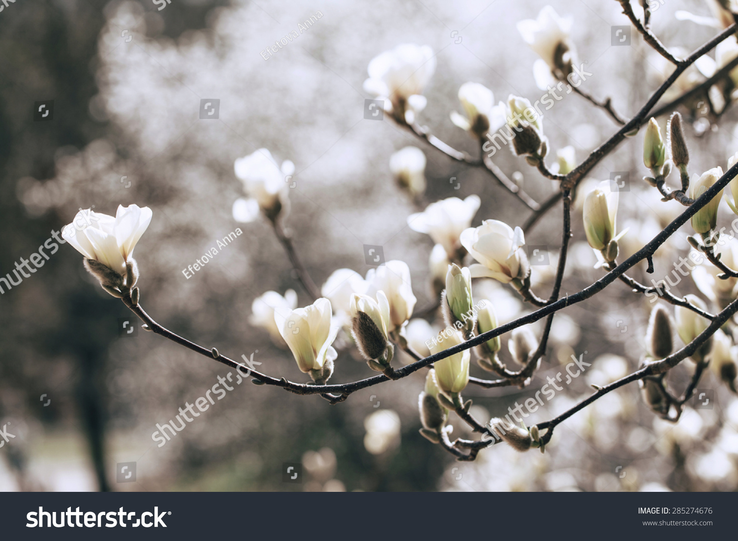 Beautiful white magnolia blossoms in the spring