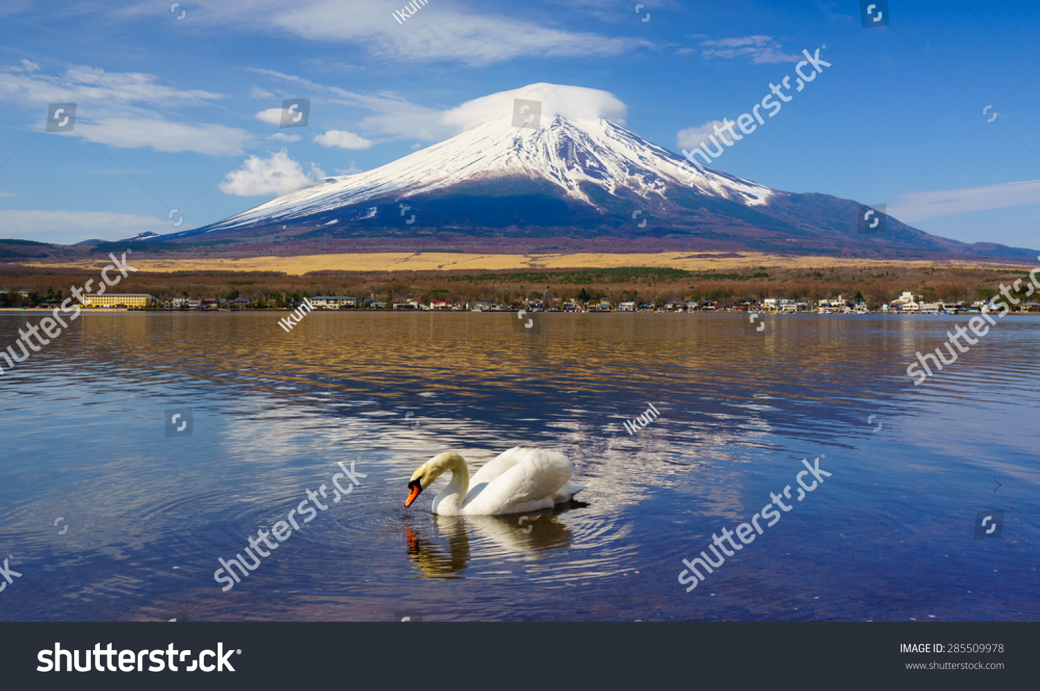 White Swan with Mount Fuji at Yamanaka lake  Yamanashi  Japan