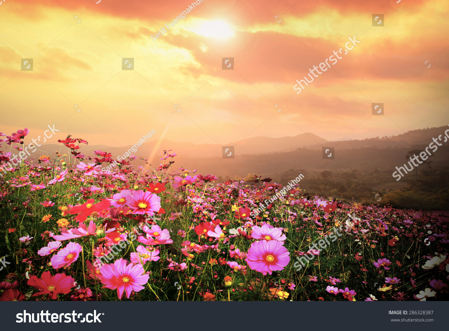 Mountain landscape with Magic pink Cosmos flowers in blooming with sunset background.