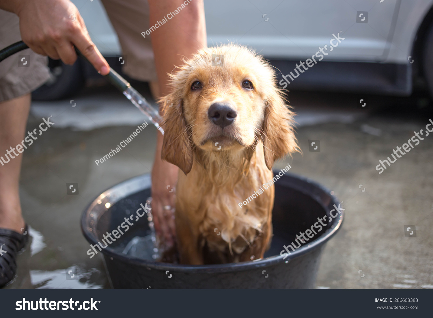 Golden retriever puppy gets a bath