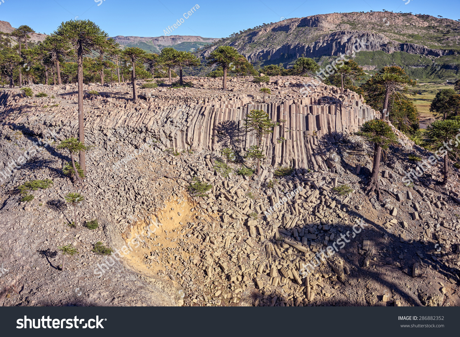 Basalt columns cascade on Patagonia  Neuquen. Land of dinosaurs. Provincial Park of Copahue