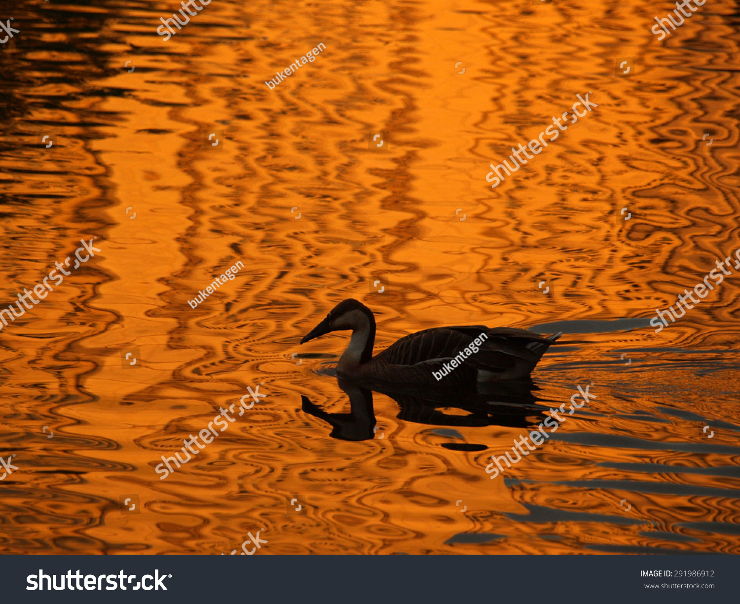A soft focus duck in night golden water