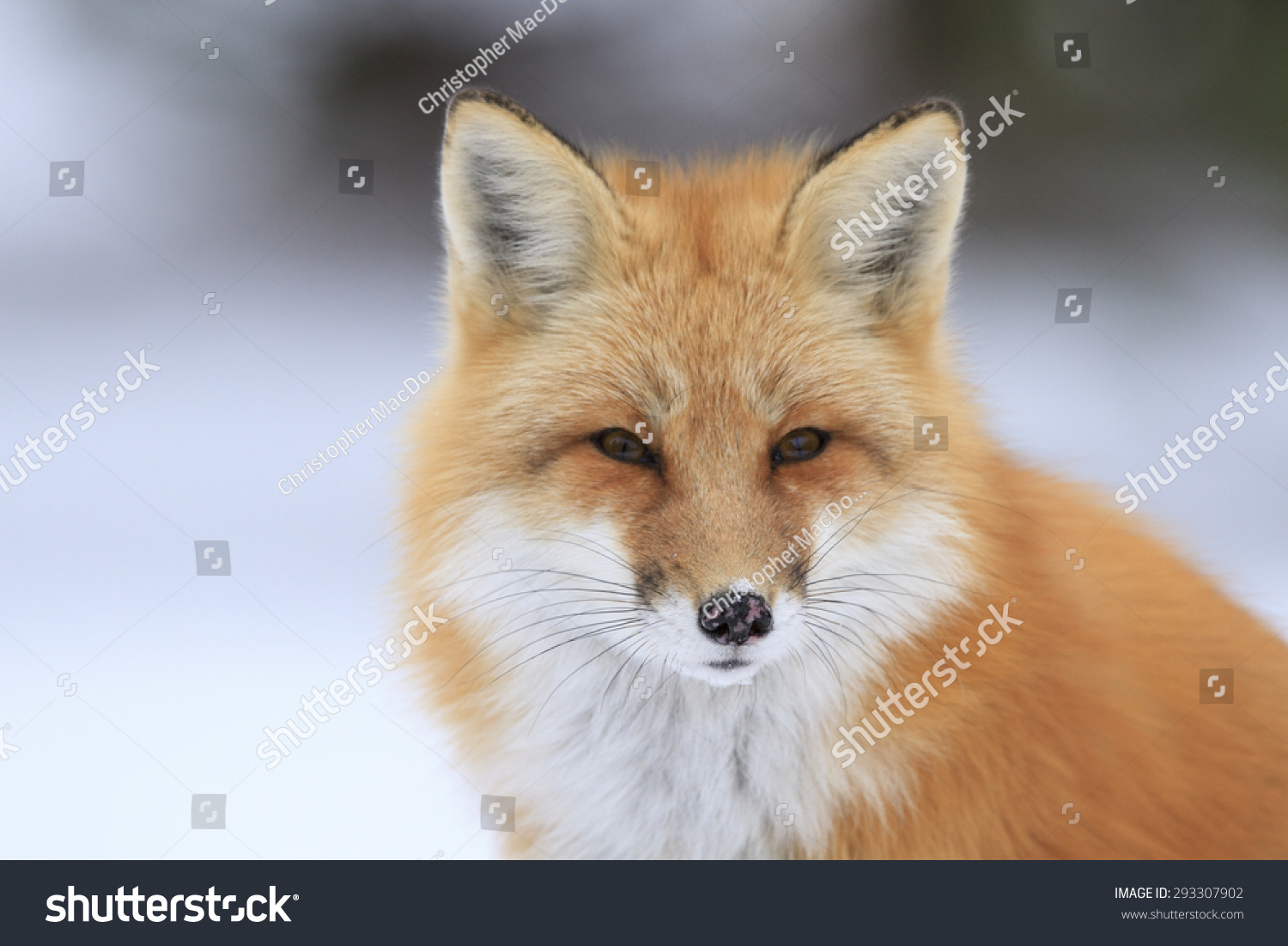 Red fox portrait