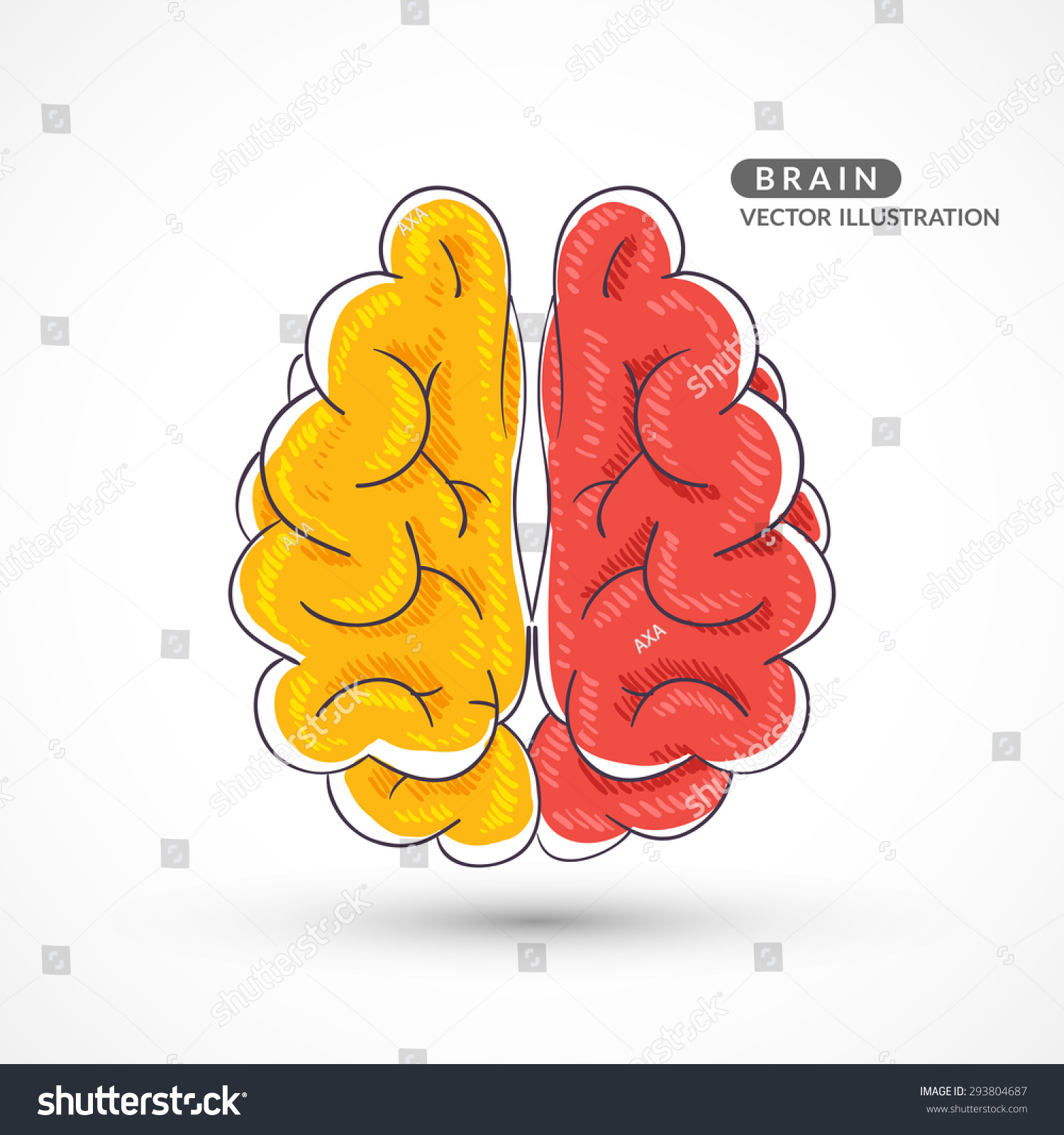 Hand-drawn colored brain. Color sketch of the brain. Colored hand drawn icon of the brain.