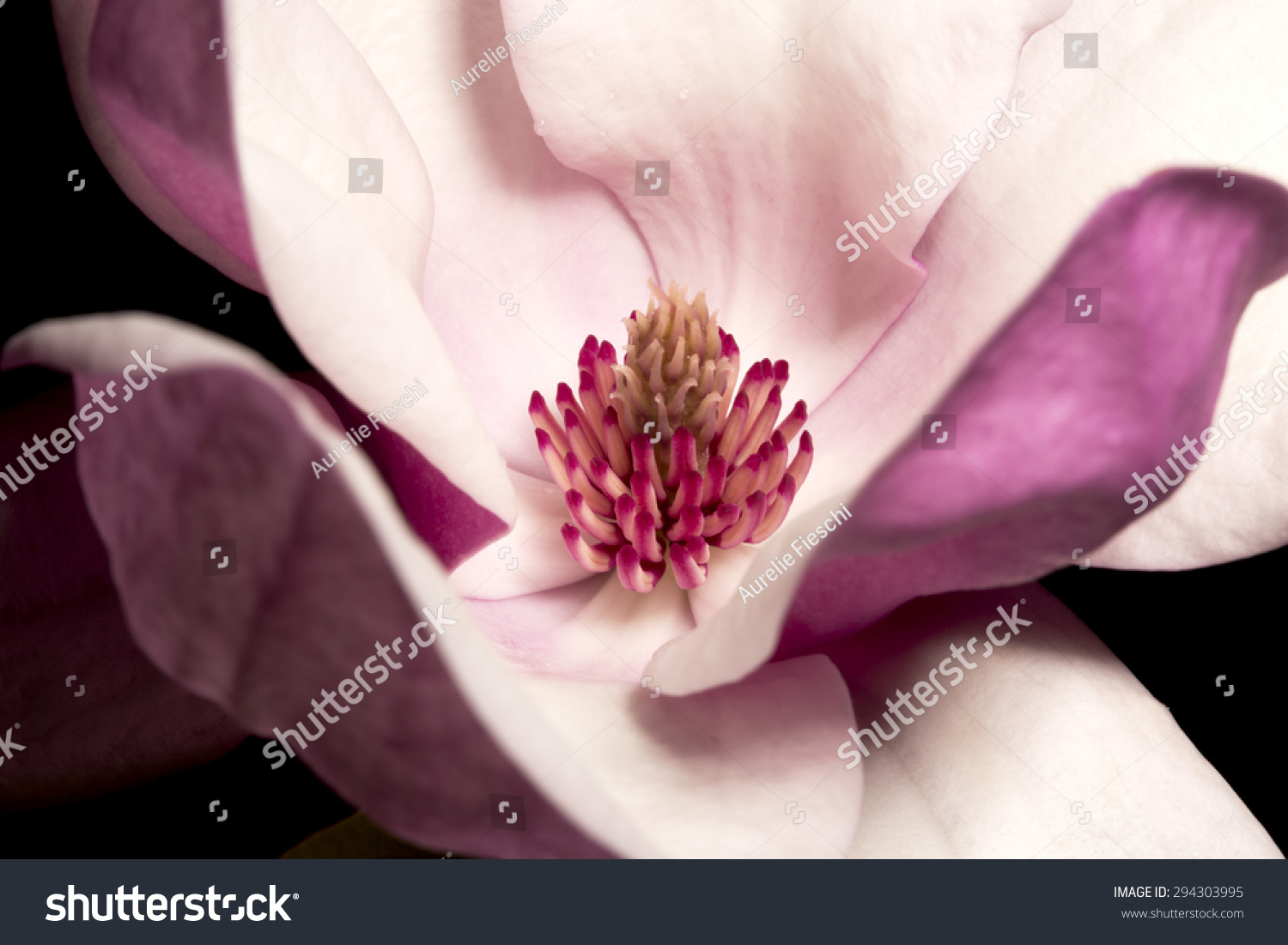 Magnolia of gardens on a black background