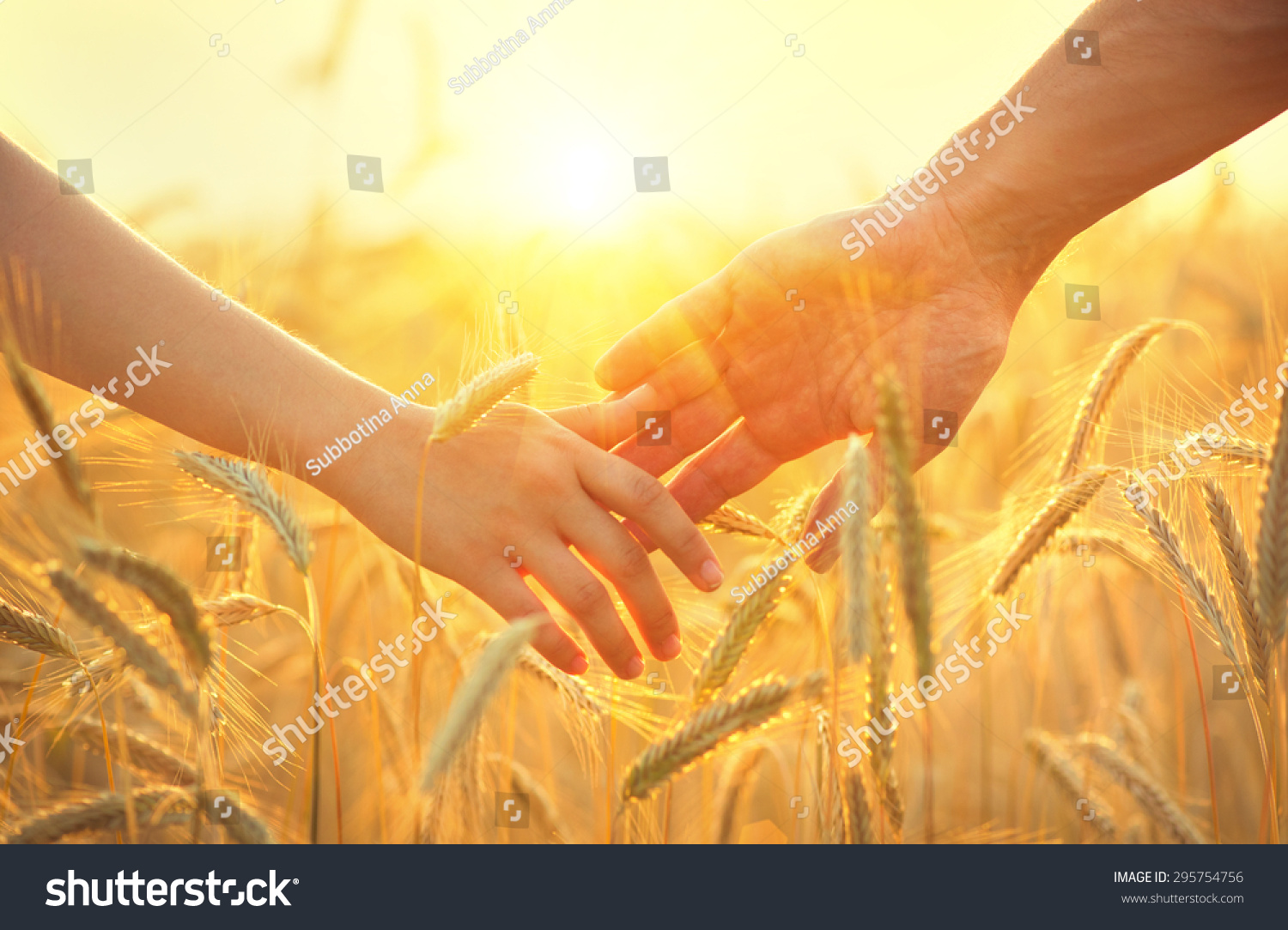 Couple taking hands and walking on golden wheat field over beautiful sunset. 