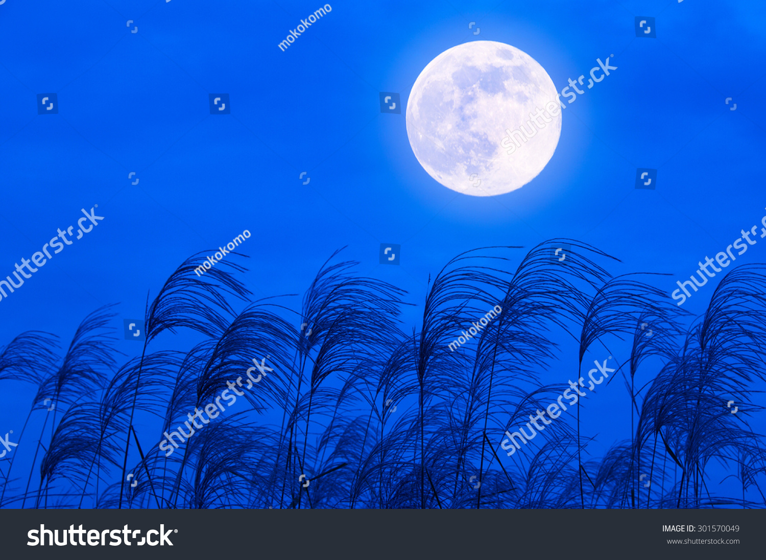 Japanese silver grass