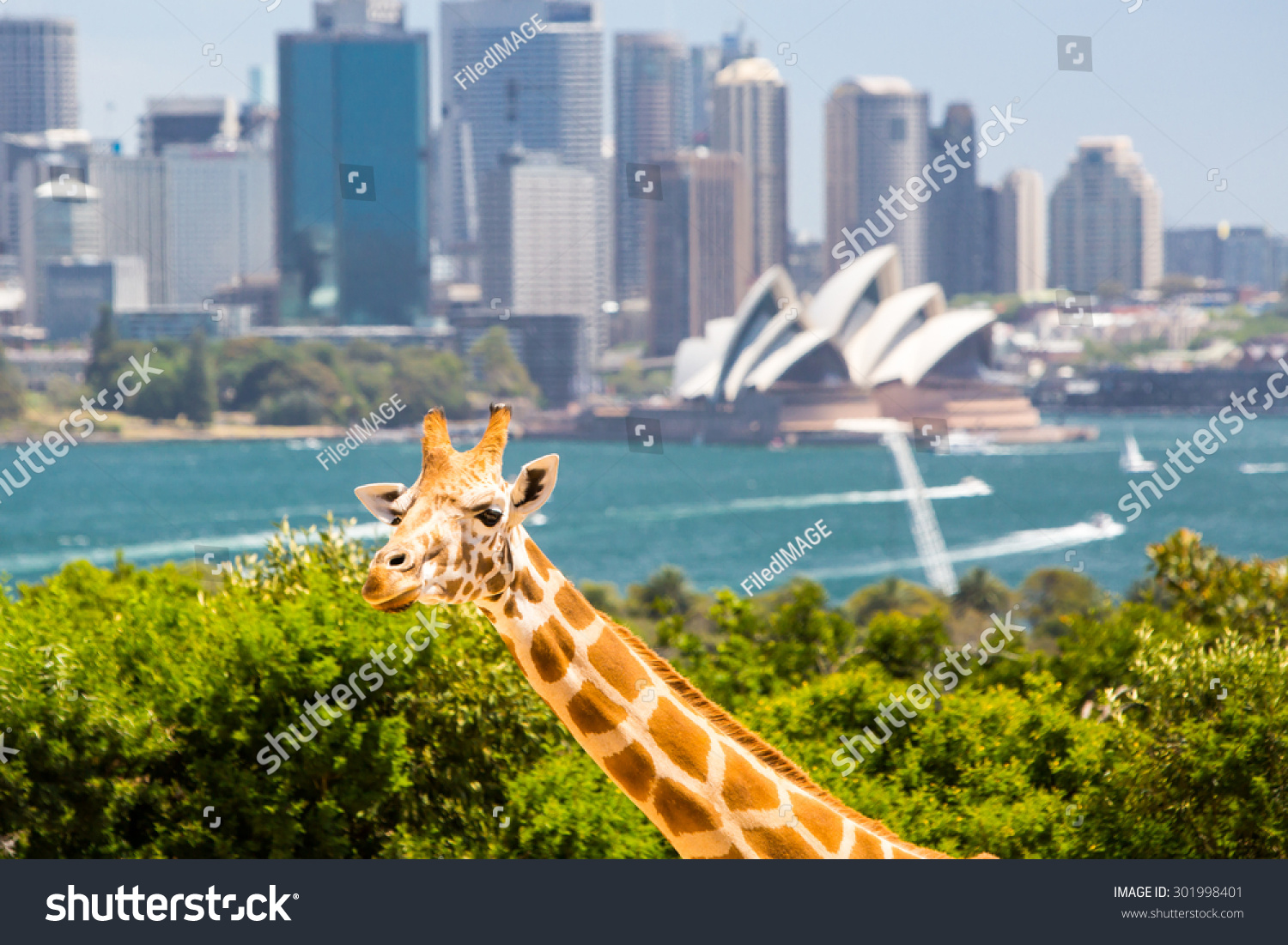 Giraffes at Taronga zoo overlook Sydney harbour and skyline on a clear summer's day in Sydney  Australia