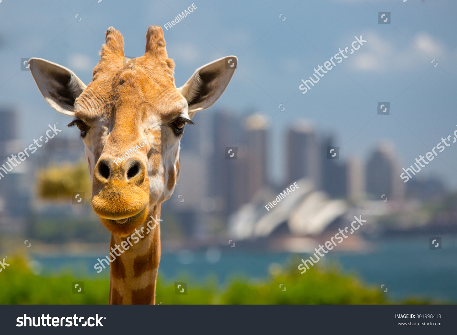 Giraffes at Taronga zoo overlook Sydney harbour and skyline on a clear summer's day in Sydney  Australia
