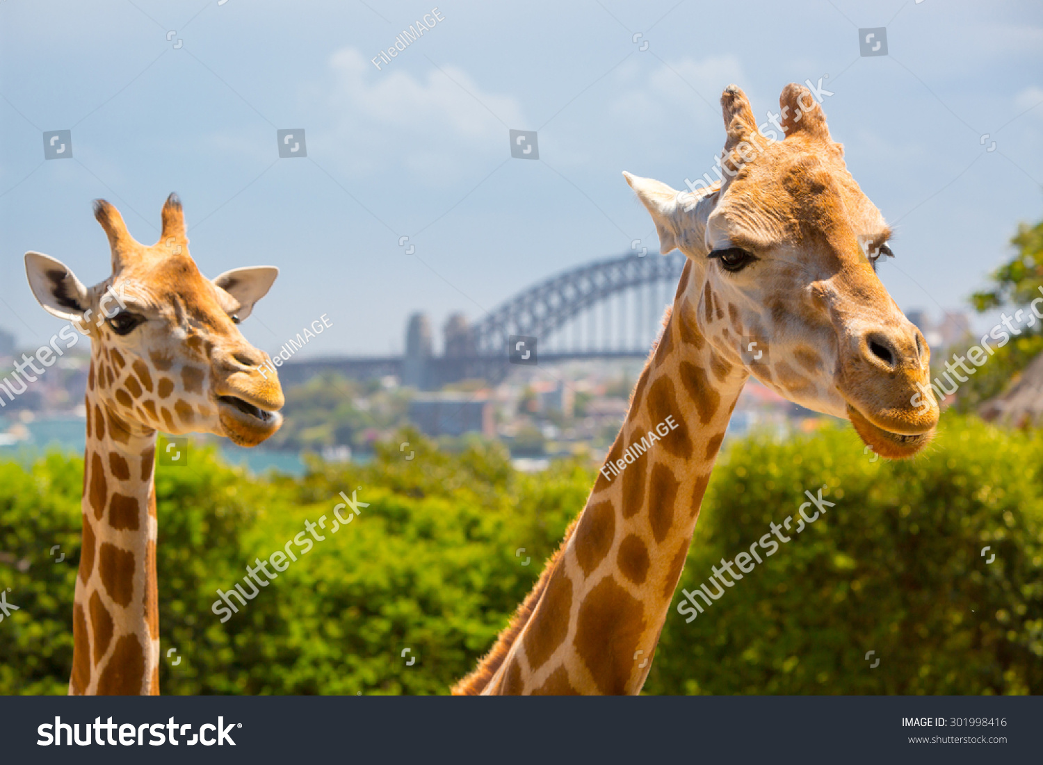 Giraffes at Taronga zoo overlook Sydney harbour and skyline on a clear summer's day in Sydney  Australia