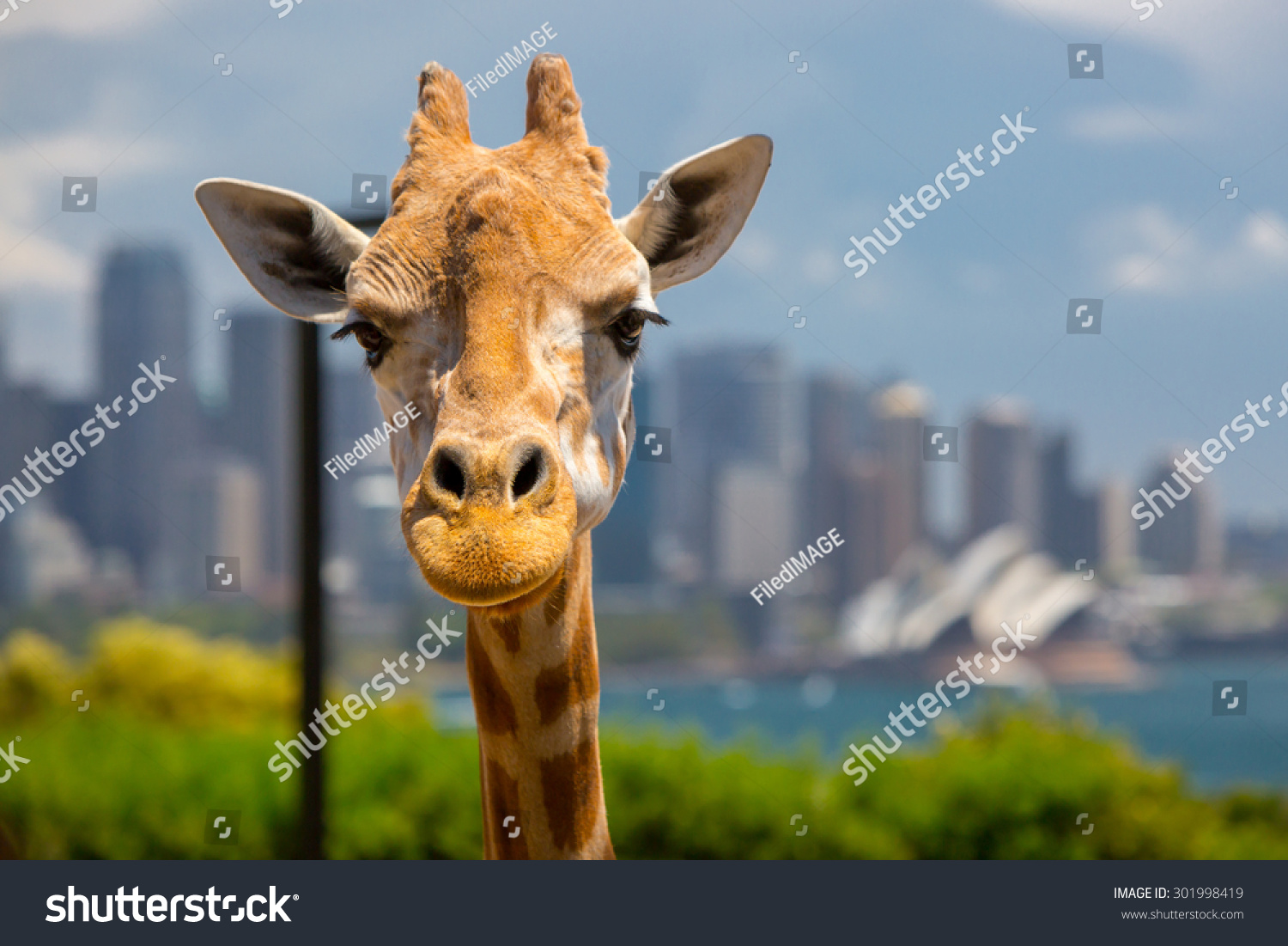 Giraffes at Taronga zoo overlook Sydney harbour and skyline on a clear summer's day in Sydney  Australia