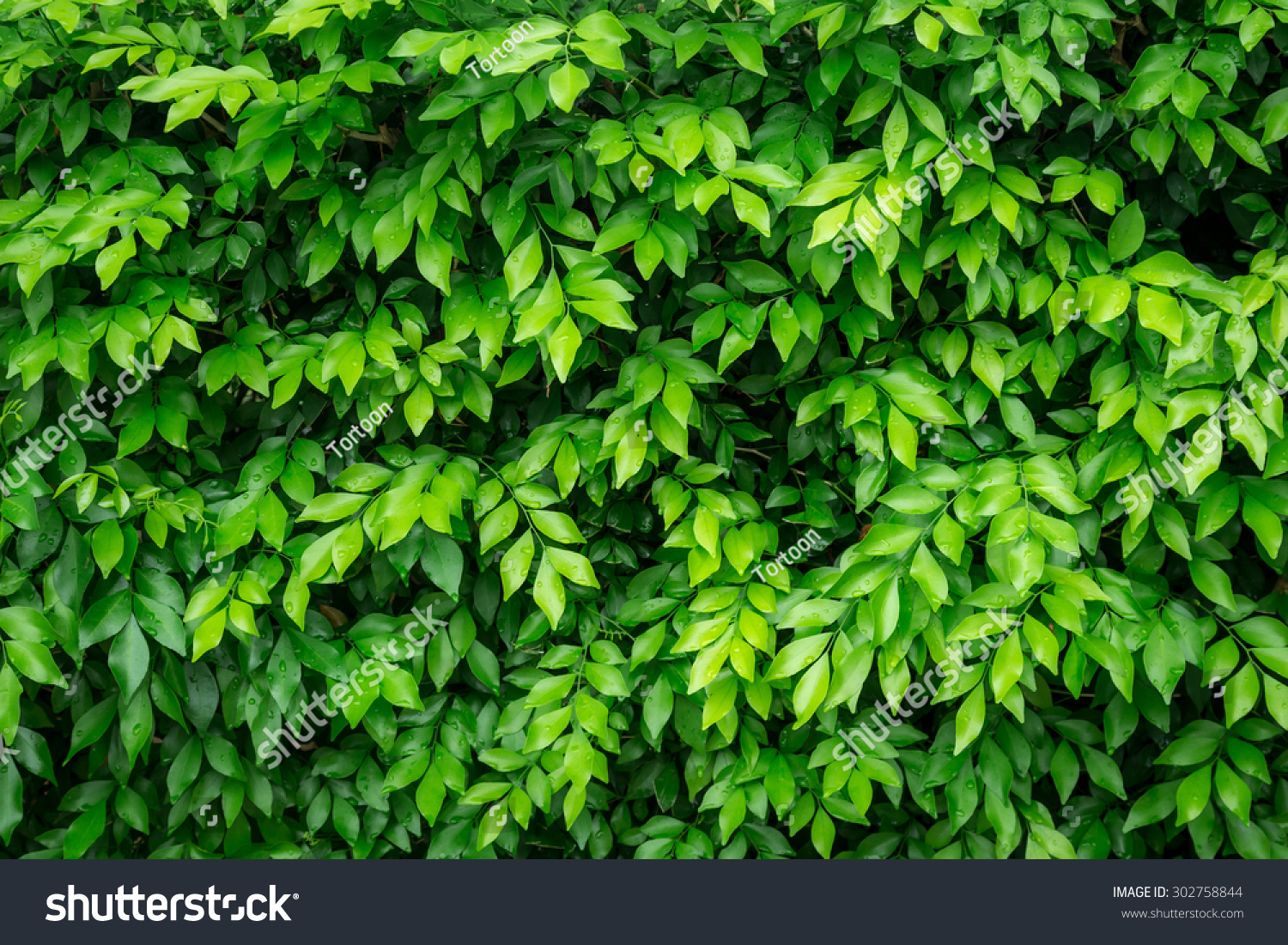 green leaves with water drop for natural background.