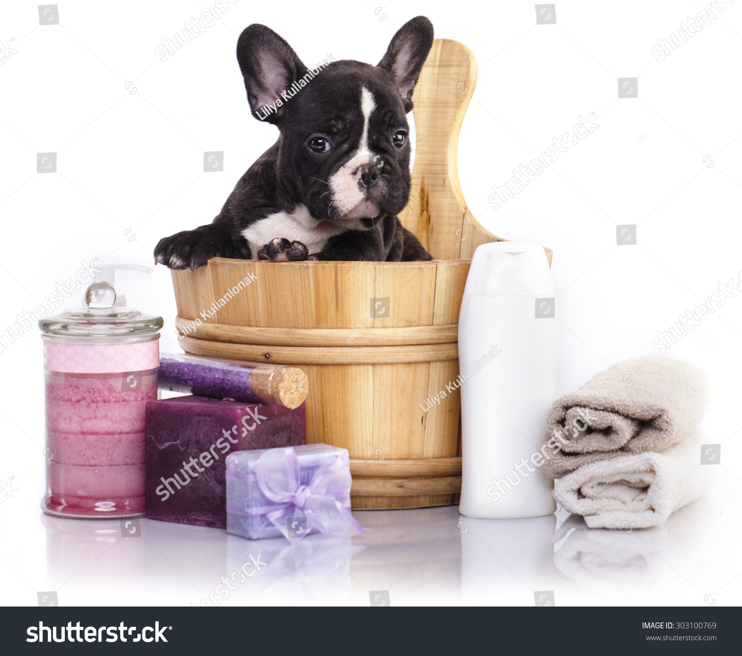 puppy bath time - French  bulldog puppy in wooden wash basin with soap suds 