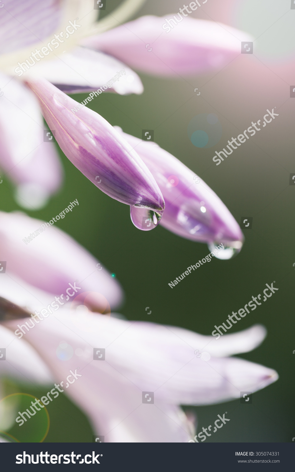Macro photo of flower after rain with water drops on petals with shallow depth of field.