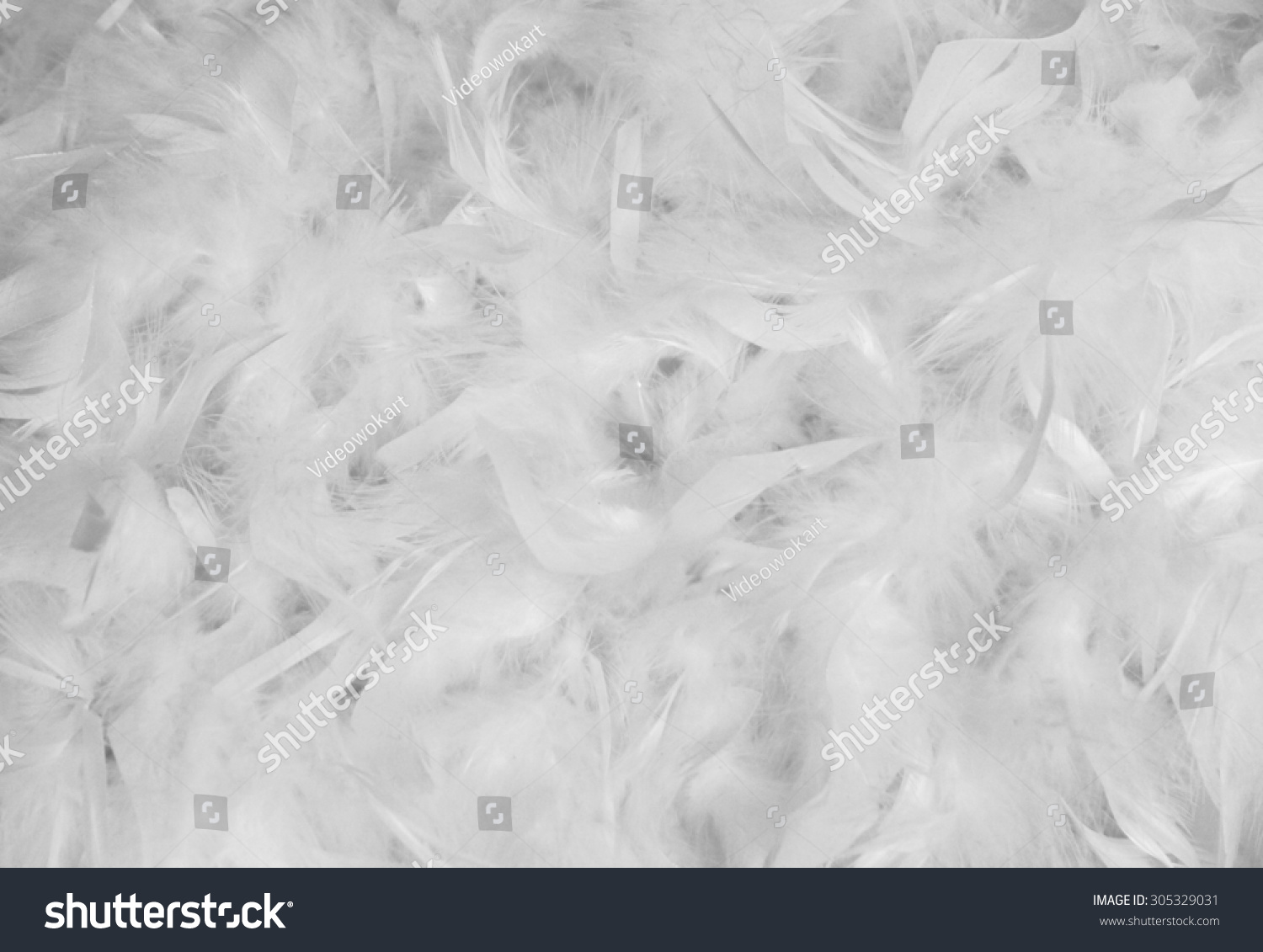 White feather background 