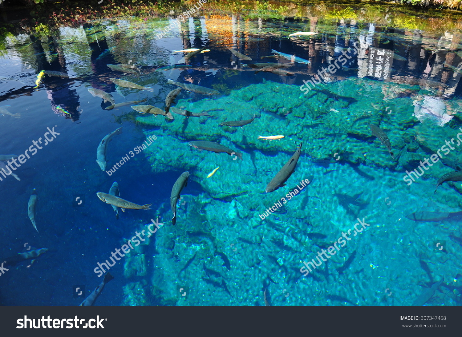The super clear blue waters with swimming carp/ Superb view in Japan / Oshino Hakkai