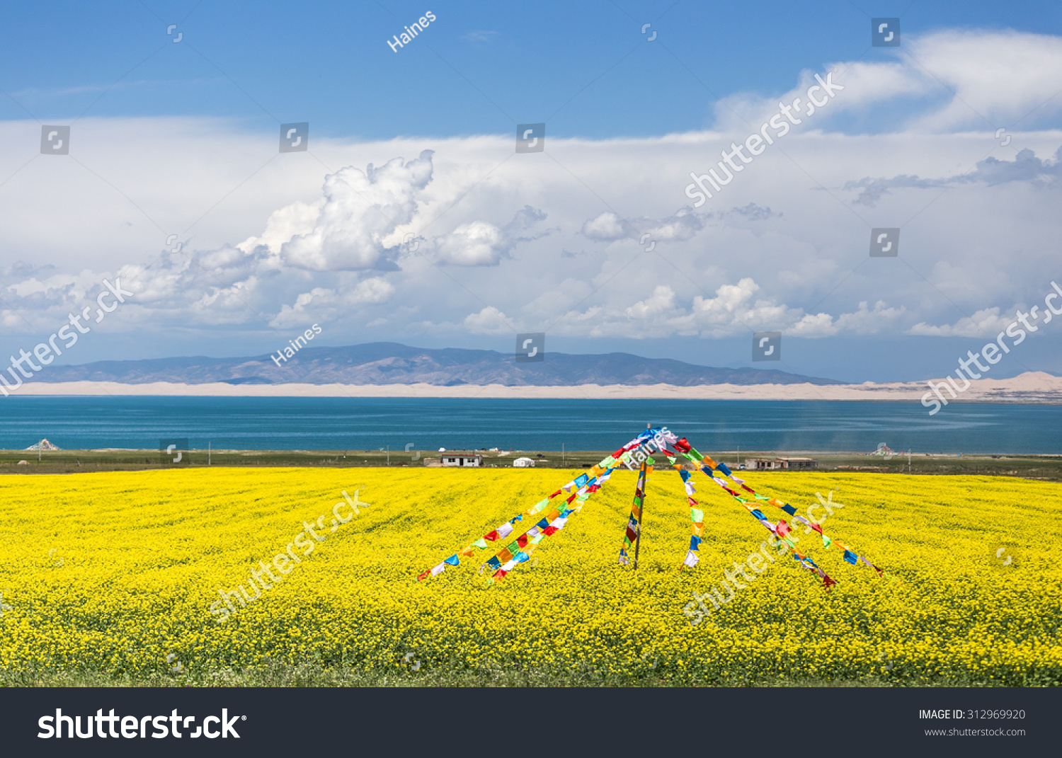 Qinghai Lake blooming canola flower