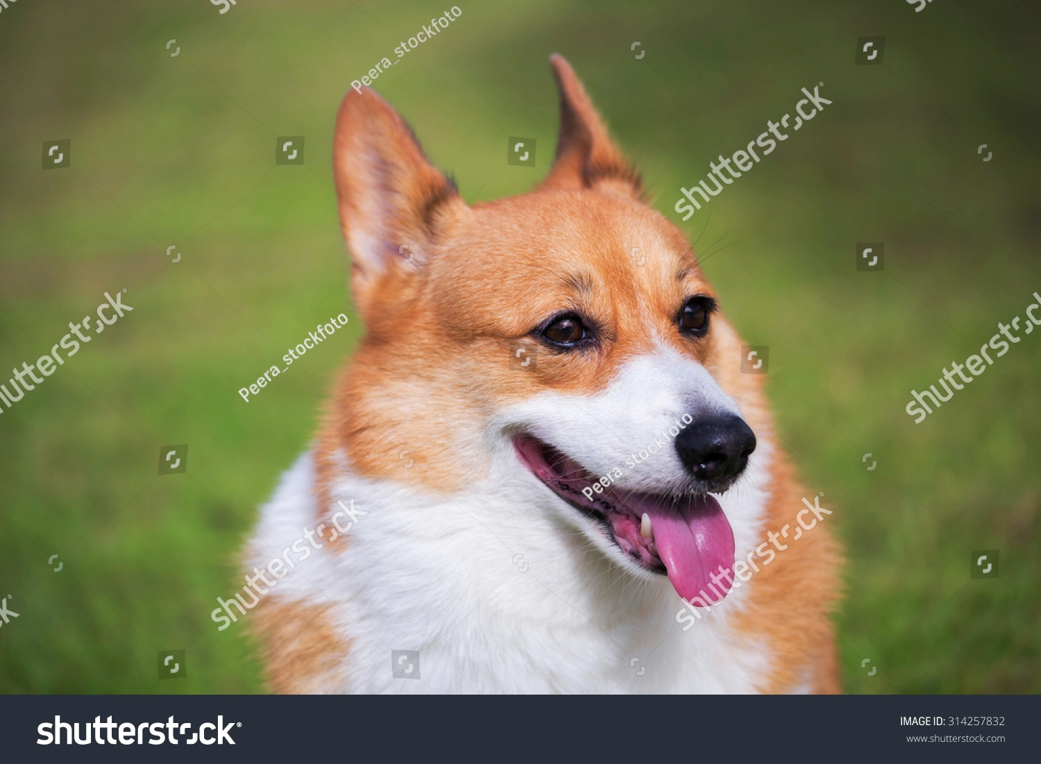 预览