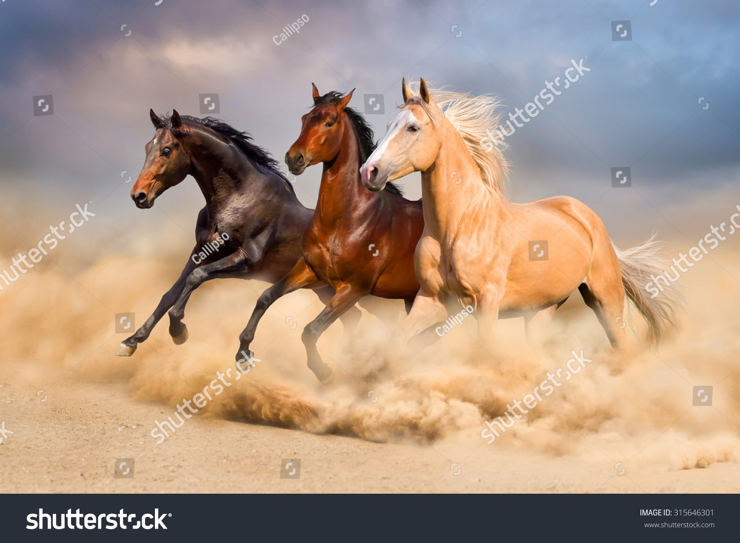 Group of horse run gallop in sand