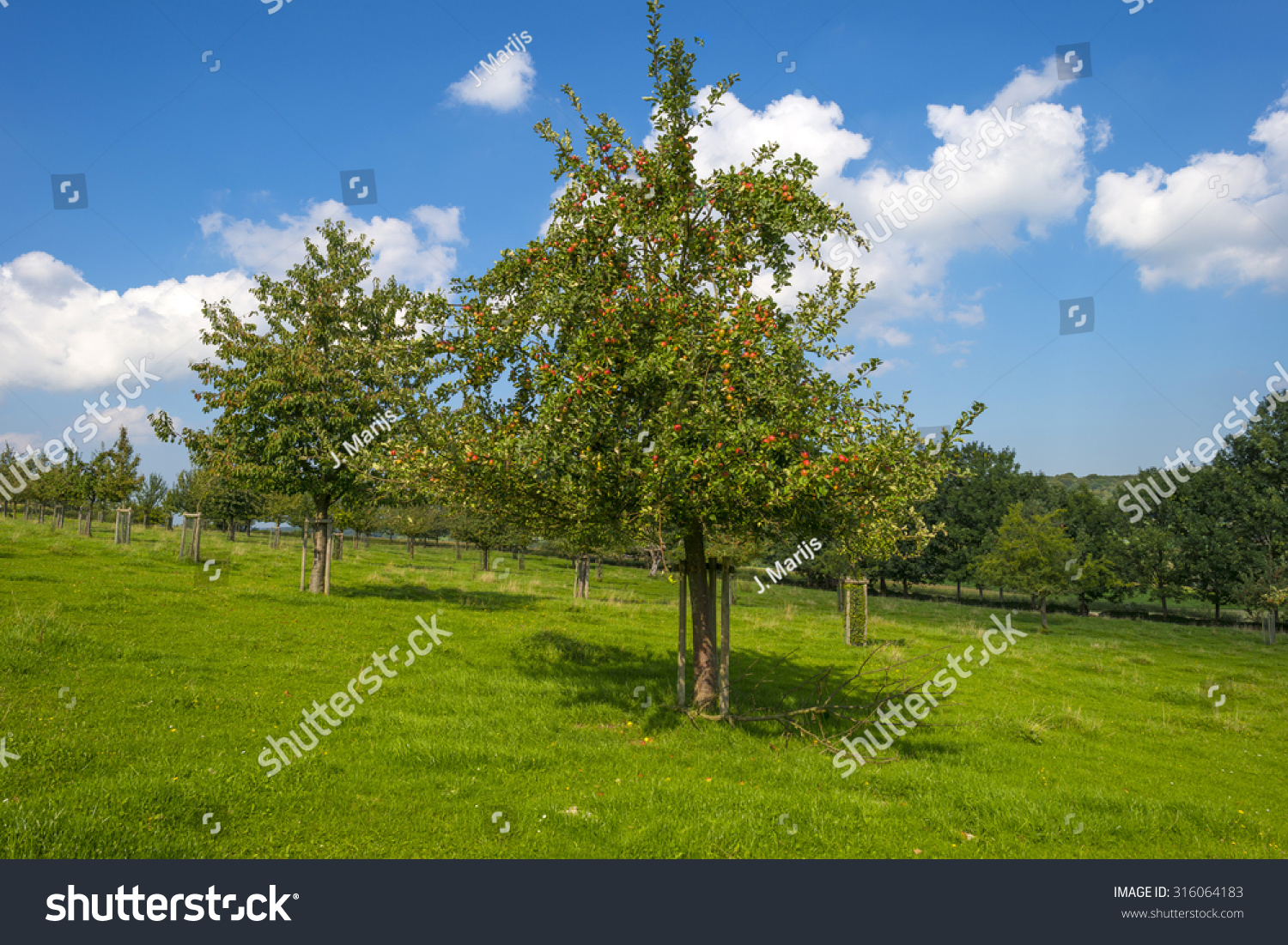 treeset，Treeset有序吗