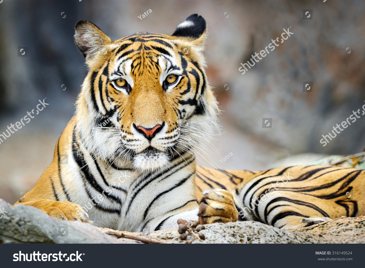 Behavior of the tiger.