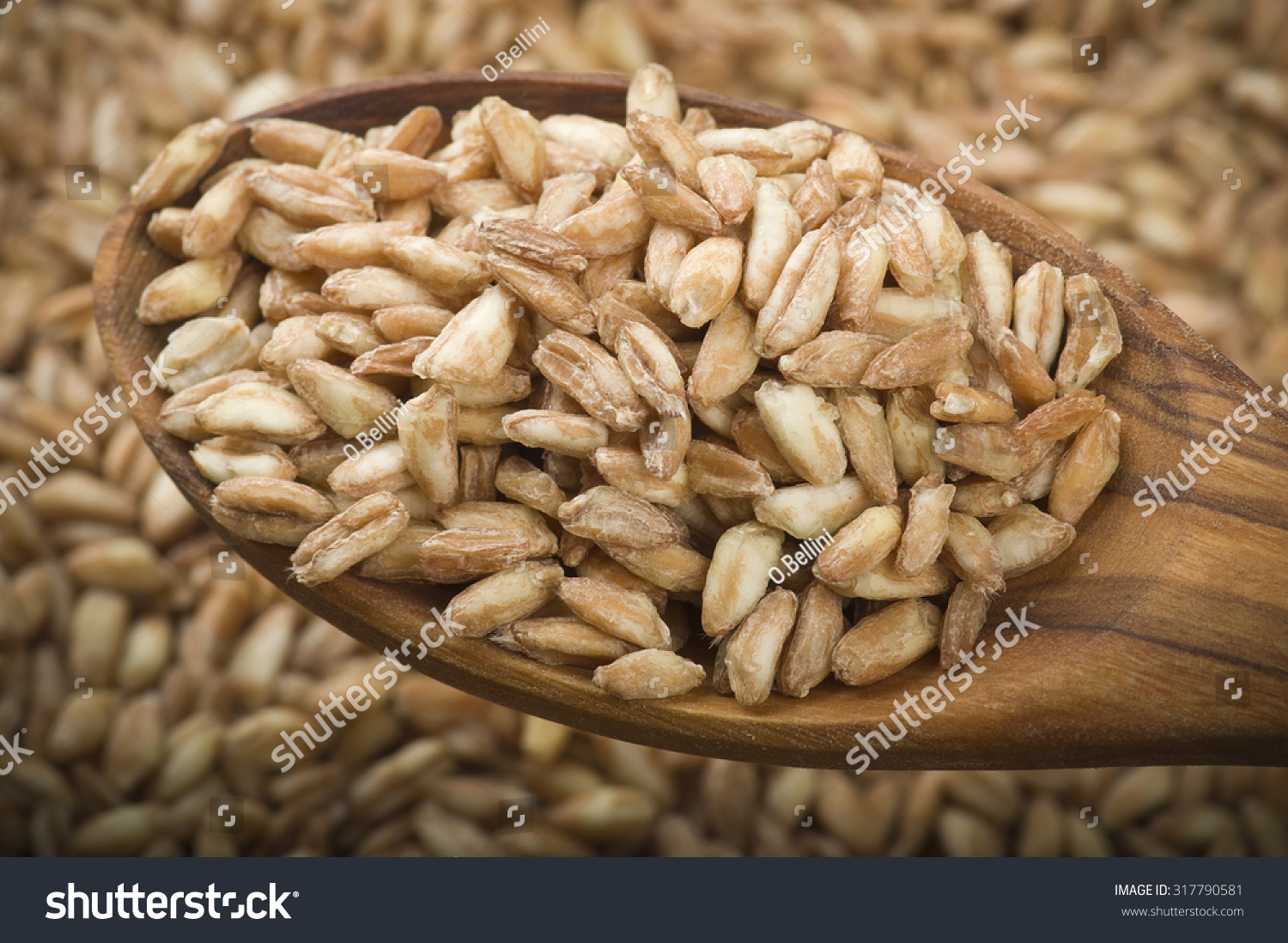 Spoon of Raw Organic Spelt Grain close up on a table