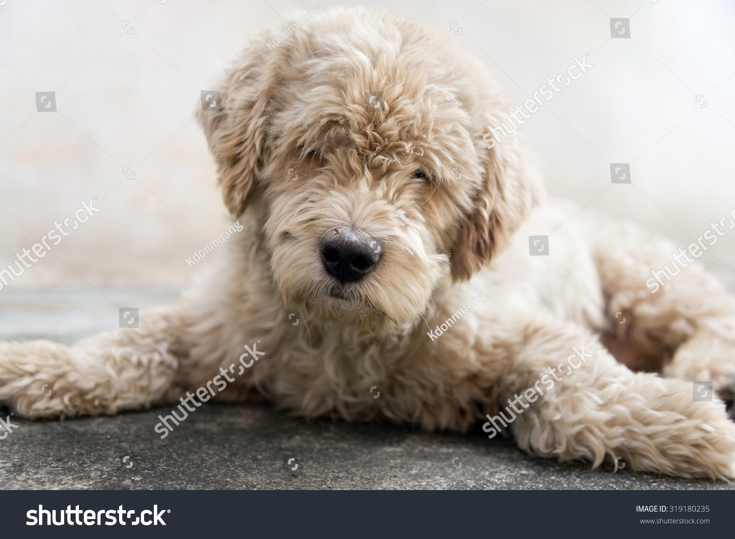 Updog，Updog是什么