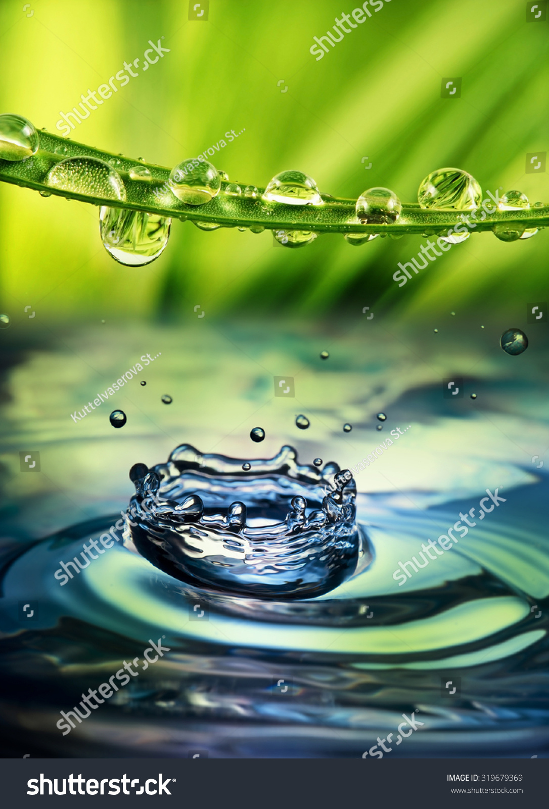 green plant with dew drops