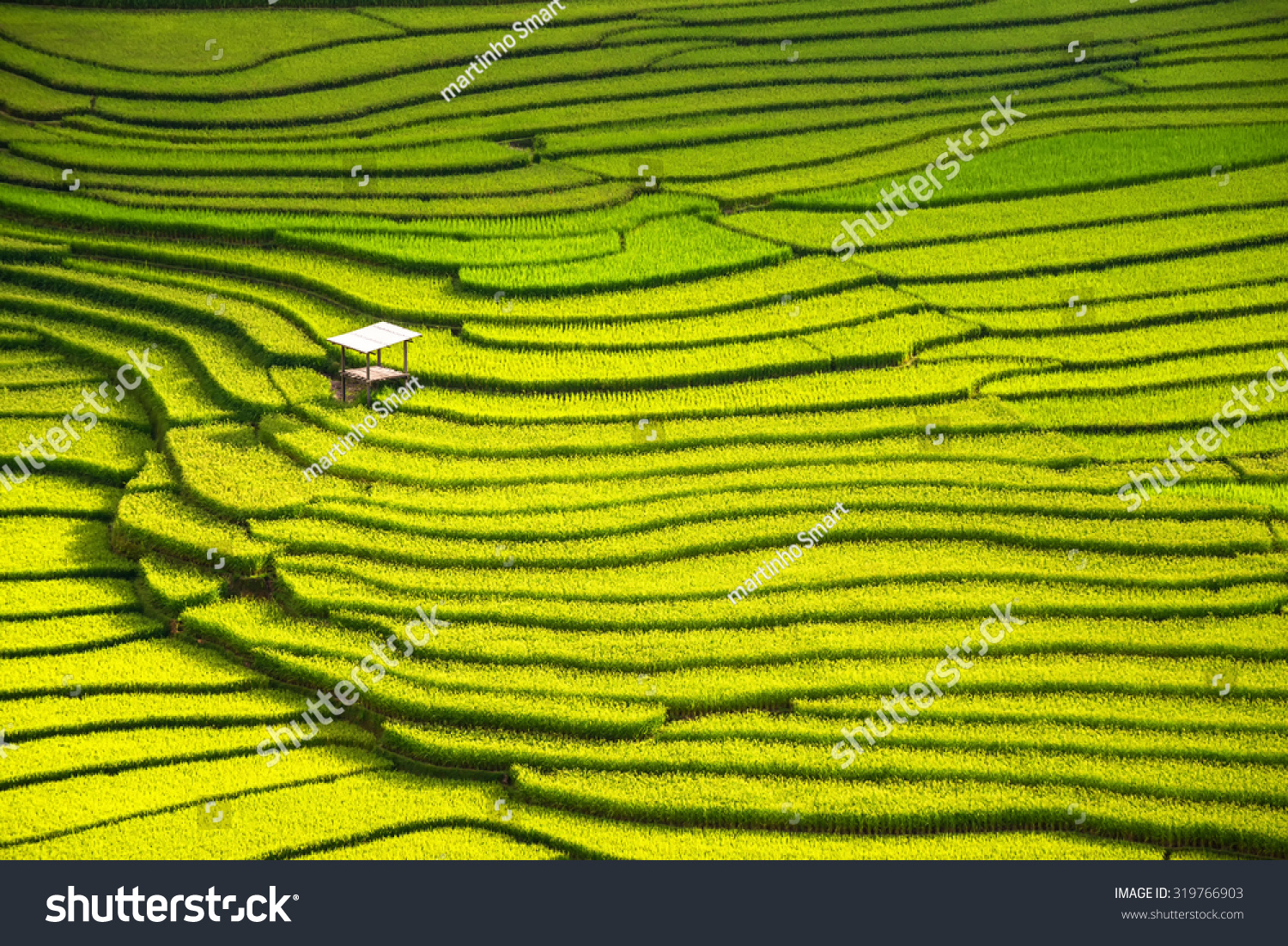 beautiful landscape view of rice terraces and house 