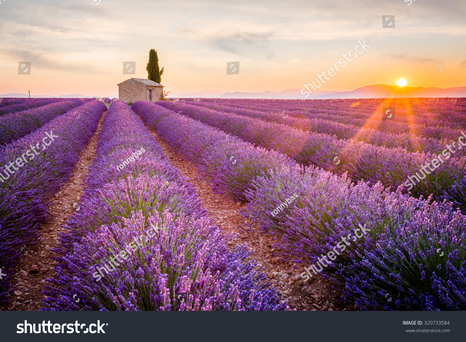 Provence  Lavender field at sunset  Valensole Plateau