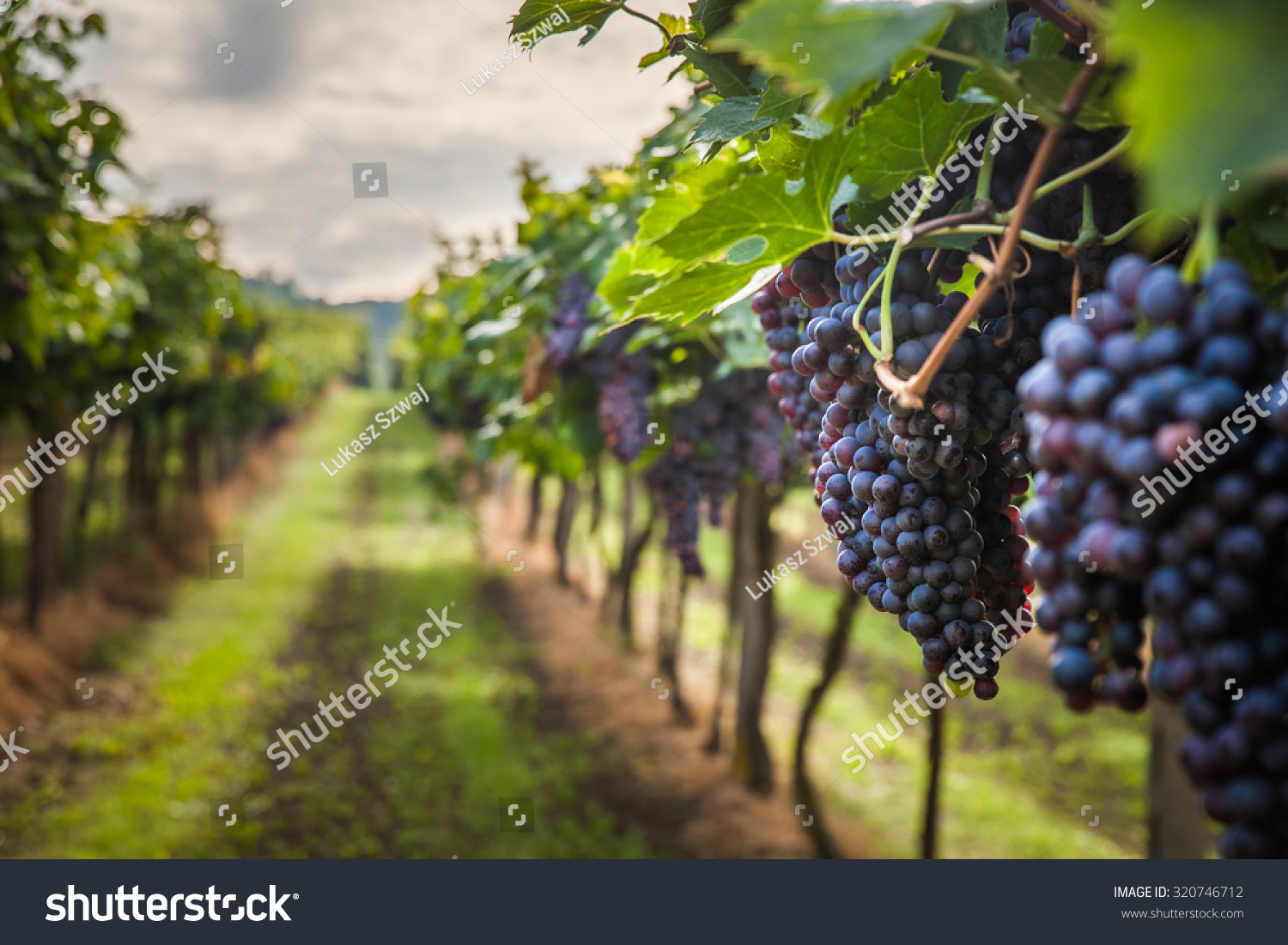 grape harvest