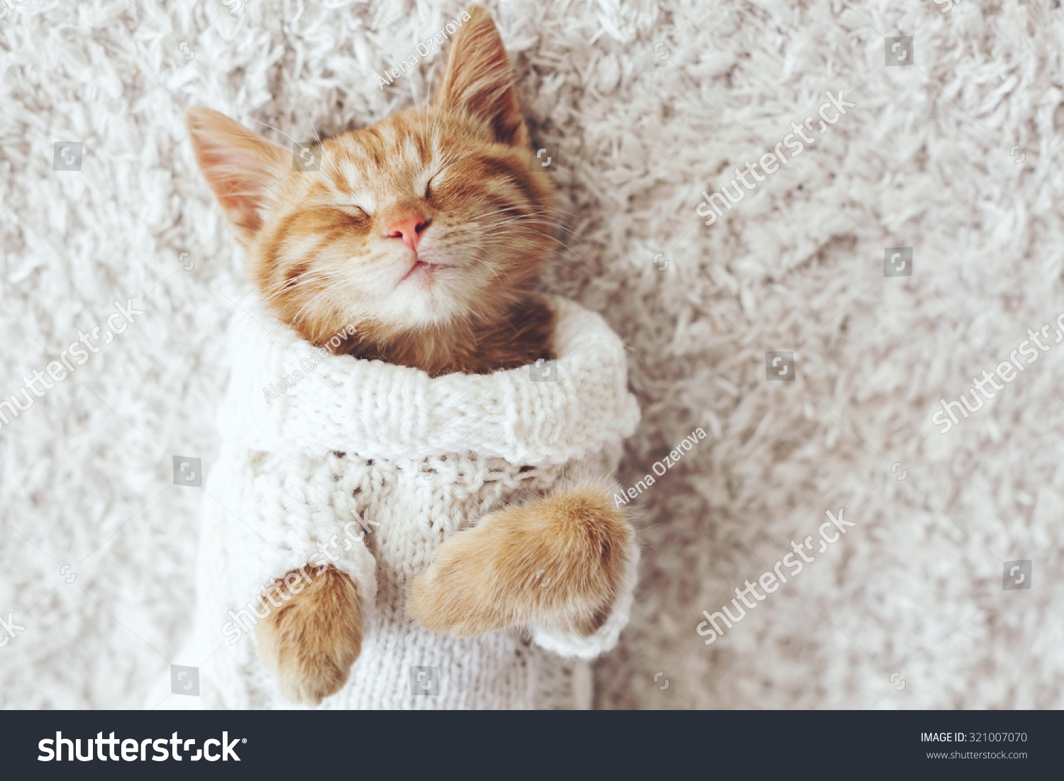 Cute little ginger kitten wearing warm knitted sweater is sleeping on the white carpet