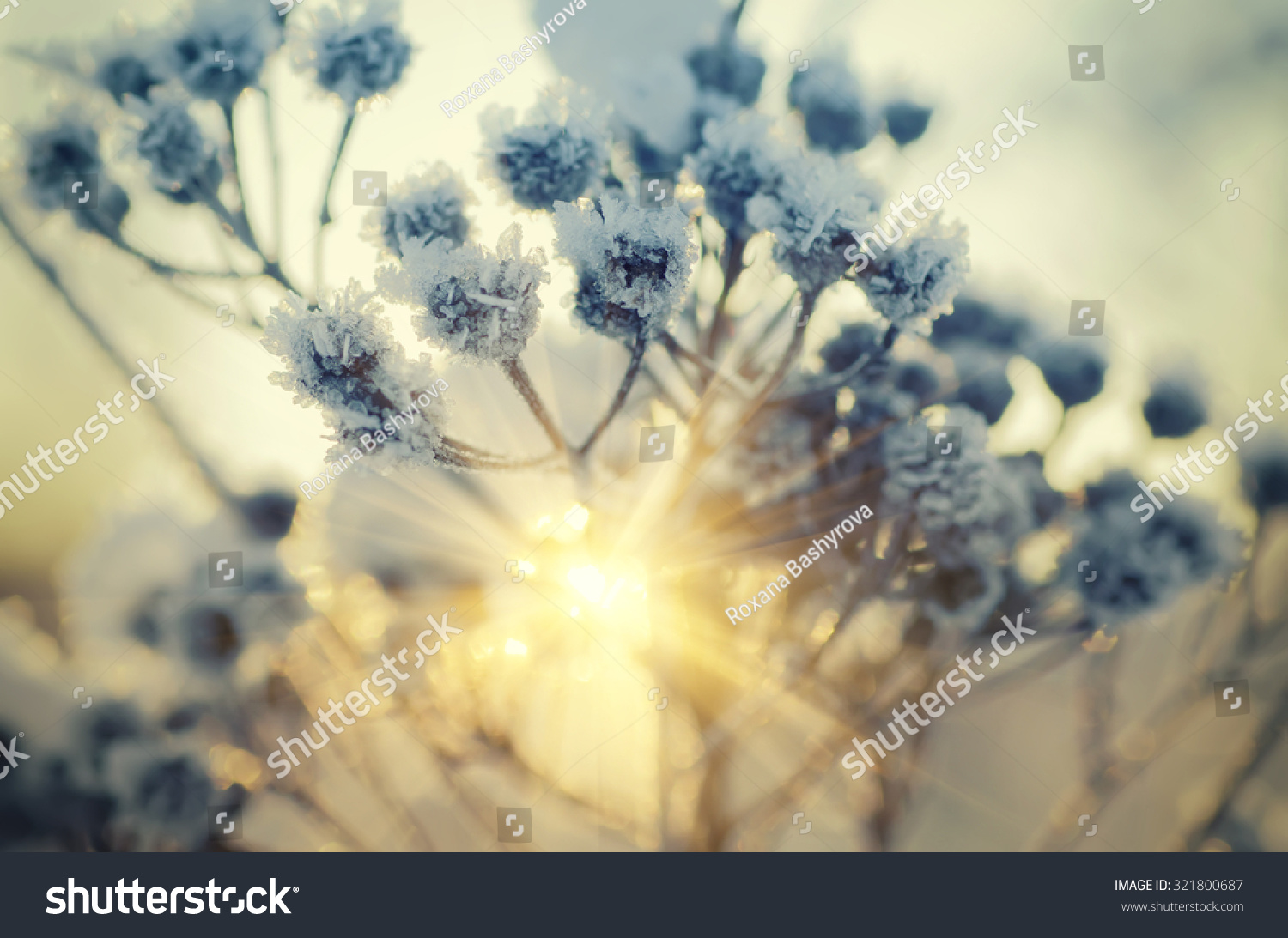Frozen meadow plant  natural vintage winter  background  macro image with sun shining